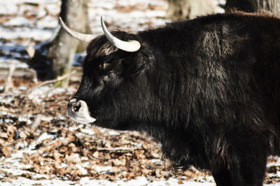 Close-up of horse