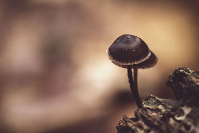 close-up