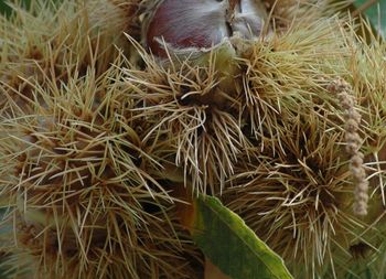 Close-up of plant