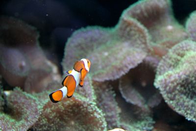 Close-up of fish swimming in aquarium