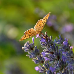 Close-up of butterfly pollinating flower in lawn