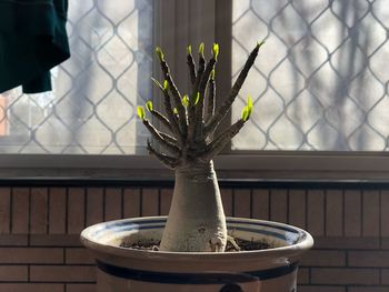 Close-up of potted plant on table