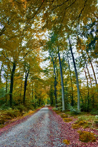 Road amidst trees in forest during autumn