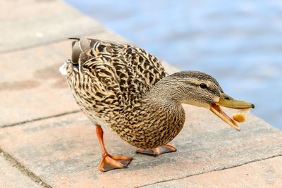 Close-up of mallard duck on retaining wall