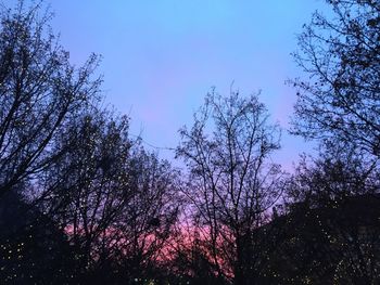 Low angle view of trees against sky