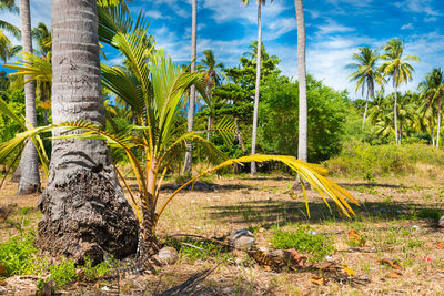 Palm trees on field against sky