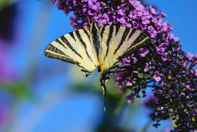 Close-up of butterfly pollinating on purple flower