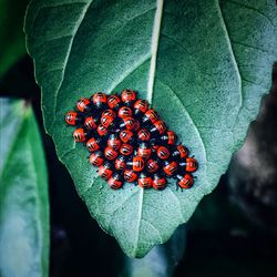 High angle view of insect on plant