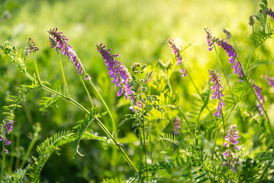 Close-up of purple flowering plants on field