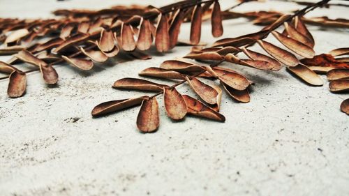 Close-up surface level of dry leaves on ground