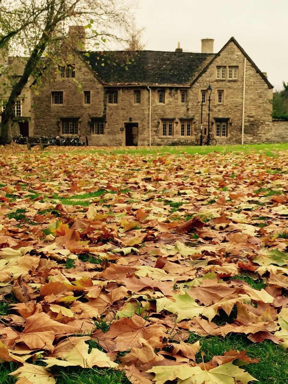 autumn, building exterior, architecture, built structure, change, leaf, season, house, tree, fallen, residential building, day, dry, residential structure, leaves, outdoors, nature, no people, growth, falling