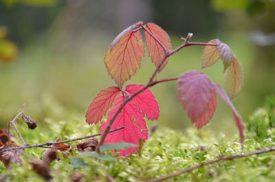 Close-up of autumn leaf on grass