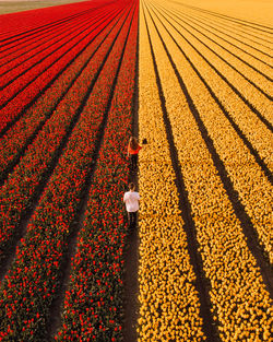 High angle view of people standing in flower farm
