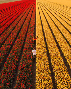 High angle view of corn on field during autumn