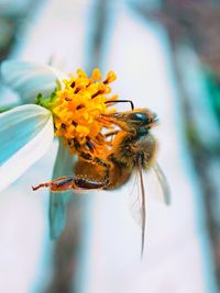 Close-up of insect on flower