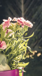 Close-up of pink flowering plant