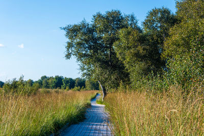 Road amidst trees on field against sky