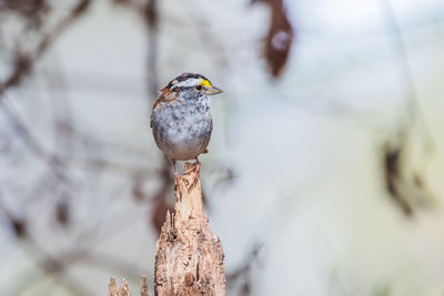 Close-up of bird perching on tree