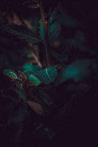 High angle view of plant on field at night