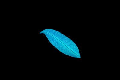 Close-up of blue leaf against black background