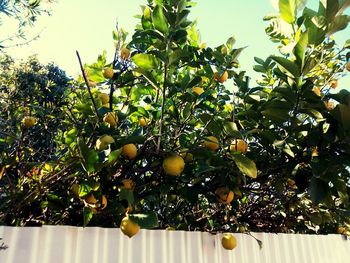 Low angle view of fruits growing on tree against sky