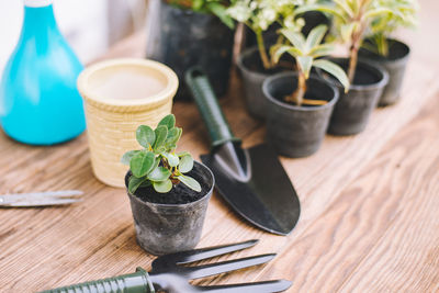 High angle view of potted plants on table