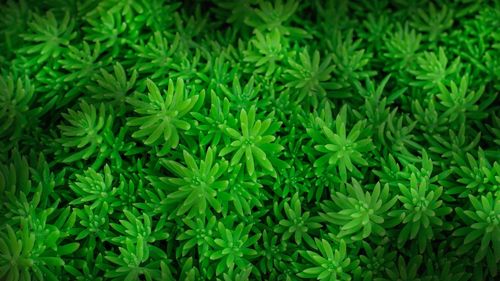 Full frame shot of plants growing on field