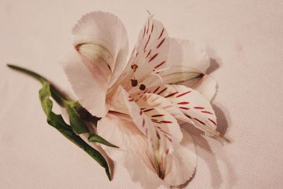 Close-up of flowers