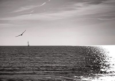 Bird flying over sea