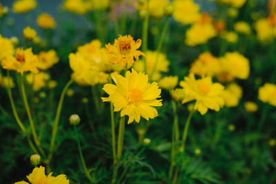 Close-up of yellow flowering plant on field