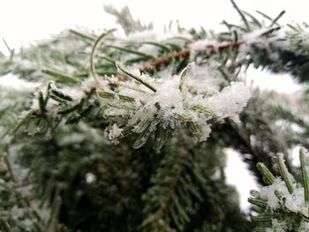 Close-up of frozen plants during winter