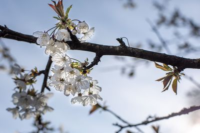 Low angle view of cherry blossoms in spring