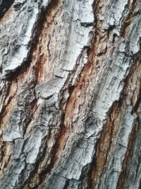 Full frame shot of tree trunk