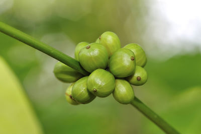 Close-up of fruits growing on plant