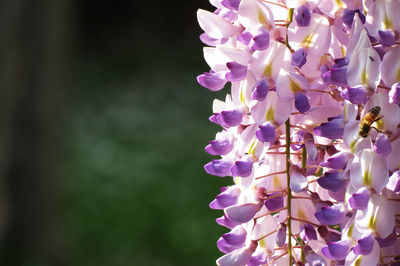 Close-up of purple flowers