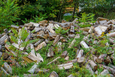 Stack of logs in forest