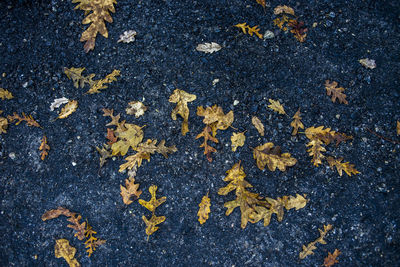 High angle view of dry fallen leaves on land