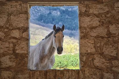 Horse standing by window against sky
