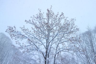 Bare tree against clear sky during winter