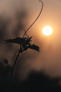 Close-up of silhouette plant against sunset