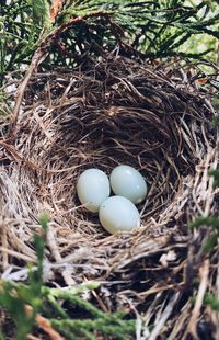 High angle view of eggs in nest