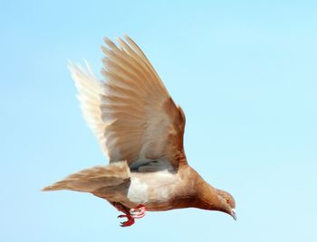 Low angle view of dove flying against sky