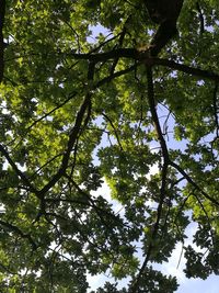 Low angle view of trees in forest
