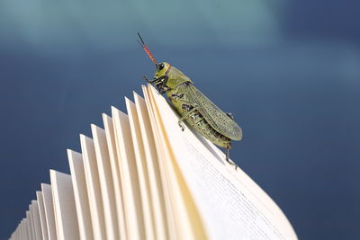 Close-up of butterfly on the wall