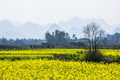 Scenic view of oilseed rape field against sky