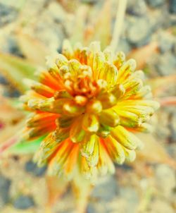 Close-up of flower blooming outdoors