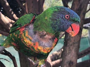 Close-up of parrot perching on branch