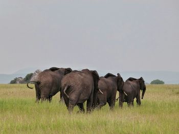 Elephant on field against clear sky