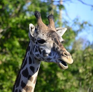 Close-up of giraffe