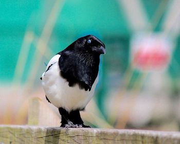 Close-up of bird perching outdoors